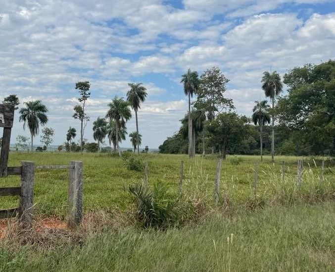 Establecimiento de 1.375 hectÃ¡reas en Capiibary 0