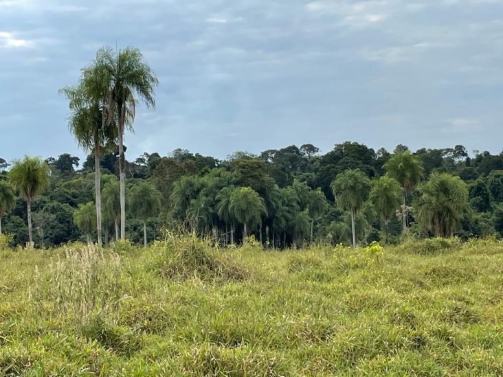 Establecimiento de 1.375 hectÃ¡reas en Capiibary 1