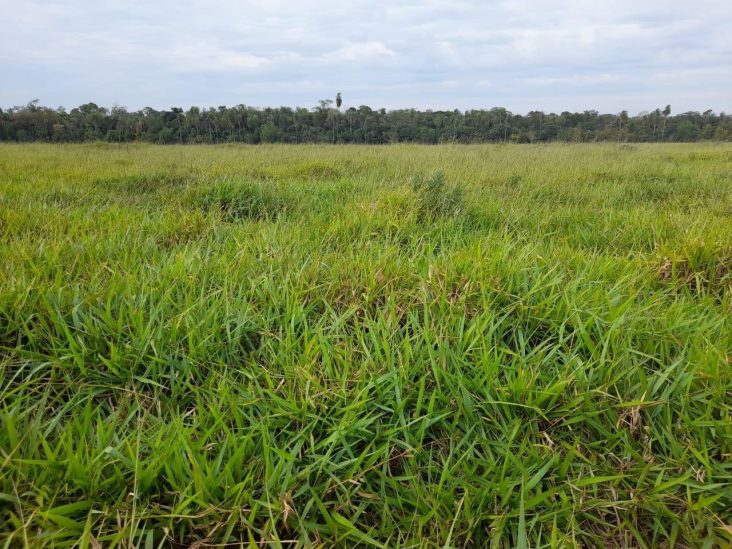 Establecimiento de 1.375 hectÃ¡reas en Capiibary 2