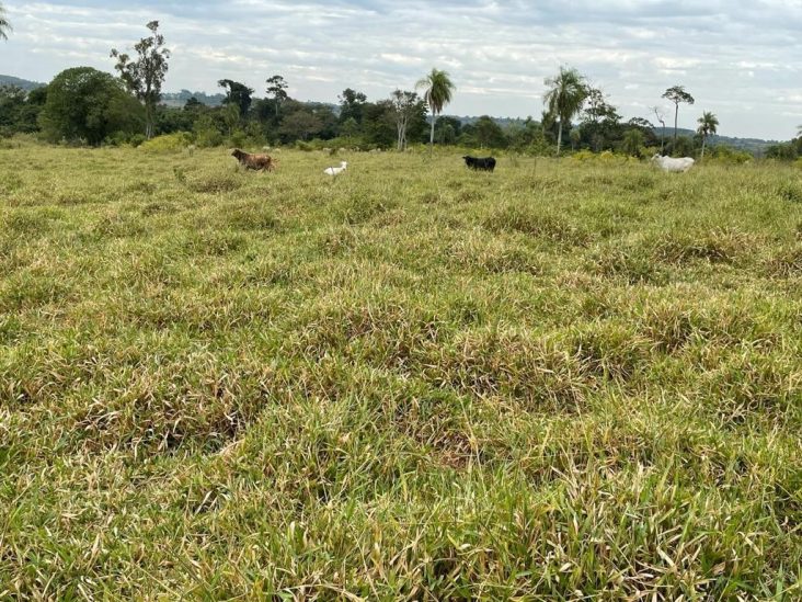 Establecimiento de 1.375 hectÃ¡reas en Capiibary 3