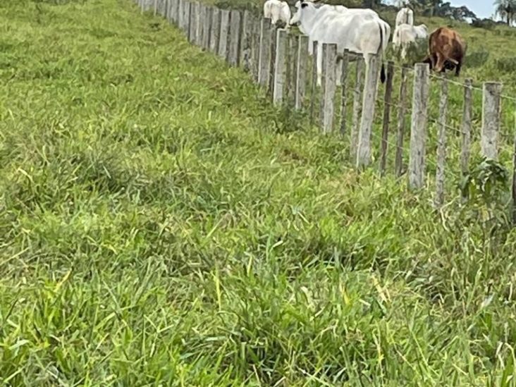 Establecimiento de 1.375 hectÃ¡reas en Capiibary 4