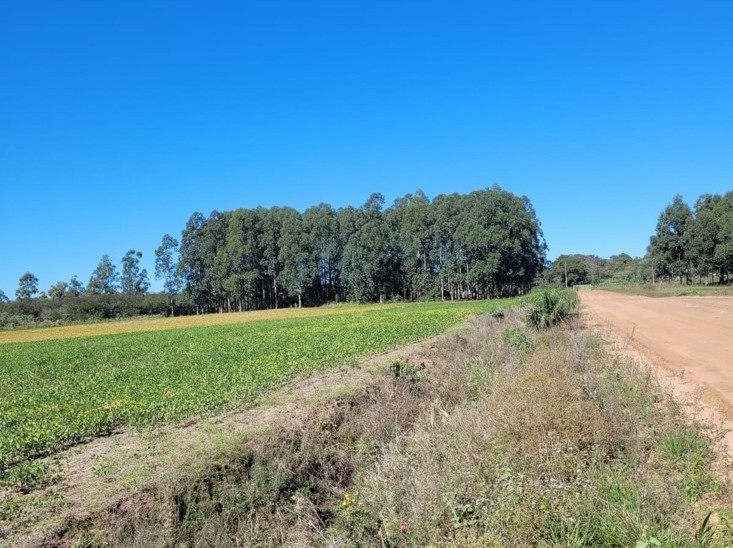 Establecimiento de 2.503 hectáreas en San Pedro del Paraná. 3