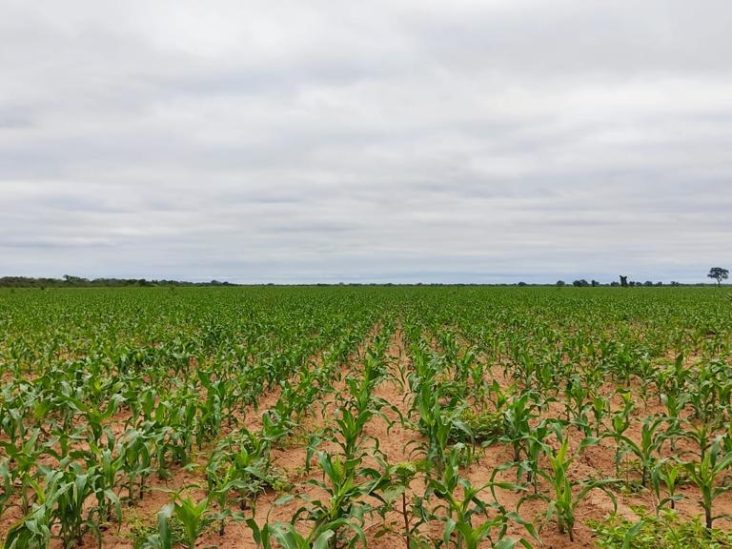 Establecimiento de 12.588 hectáreas en Mariscal Estigarribia. 1