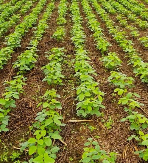 Establecimiento de 12.588 hectáreas en Mariscal Estigarribia. 2