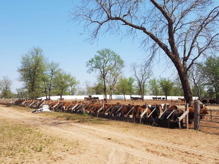 Establecimiento de 12.588 hectáreas en Mariscal Estigarribia. 3