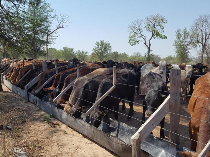 Establecimiento de 12.588 hectáreas en Mariscal Estigarribia. 4