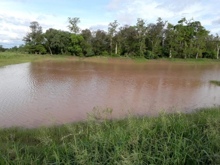 Establecimiento de 2.255 hectáreas en Pirizal. 4