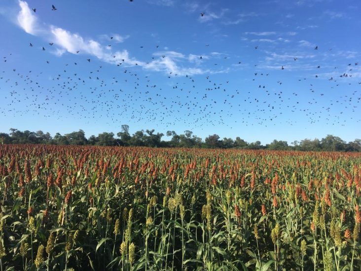 Establecimiento de 2.255 hectáreas en Pirizal. 7