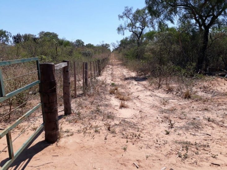 Monte de 5.000 hectáreas en Teniente Enciso. 0