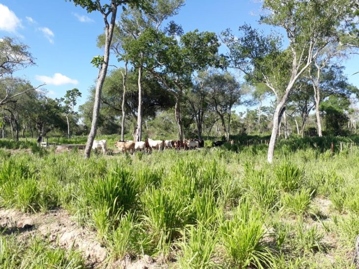 Establecimiento de 8.309 hectáreas en Puerto Casado. 0