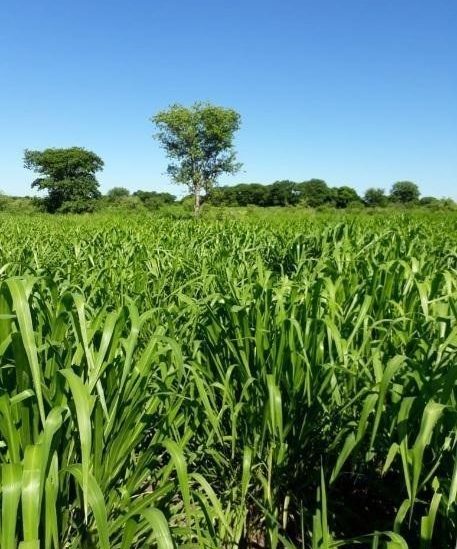 Monte de 2.600 hectáreas en Bahia Negra, 0