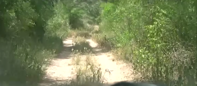 Monte de 8.141 hectáreas en General Díaz. 1
