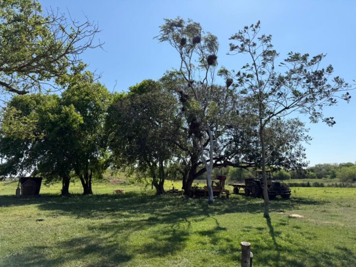 Establecimiento de 2.918 hectáreas en Irala Fernández. 2