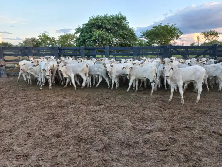 Establecimiento de 4.000 hectáreas en Bahía Negra. 5