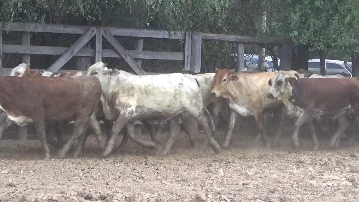 Feria de Invernada por Pantalla Televisada ─ lote Lote 7 – N° insp. 5437