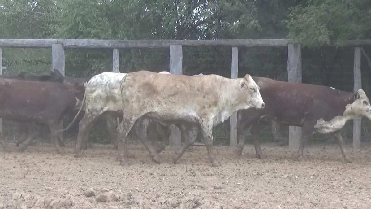 Feria de Invernada por Pantalla Televisada ─ lote 07.2