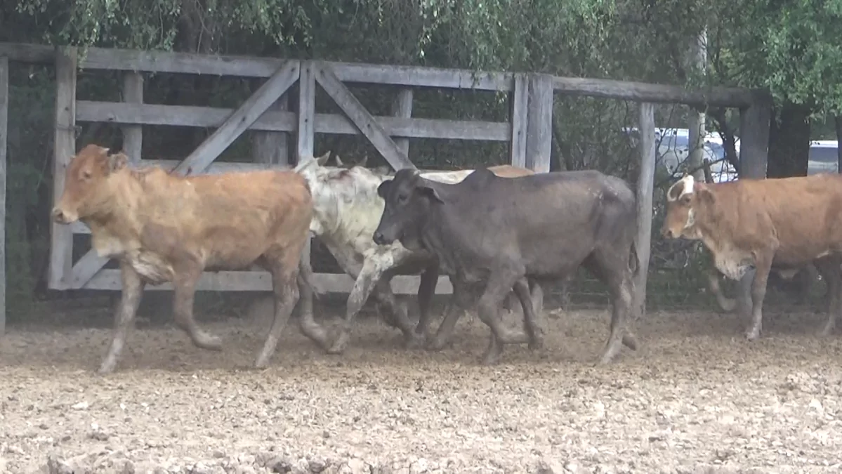 Feria de Invernada por Pantalla Televisada ─ lote 07.3