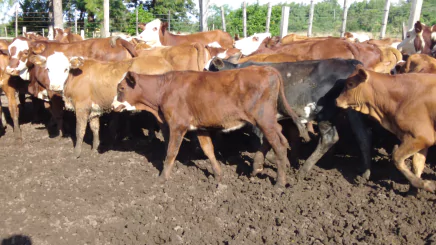 Lote 1 – N° insp. 5603