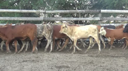 Lote 2 – N° insp. 5563