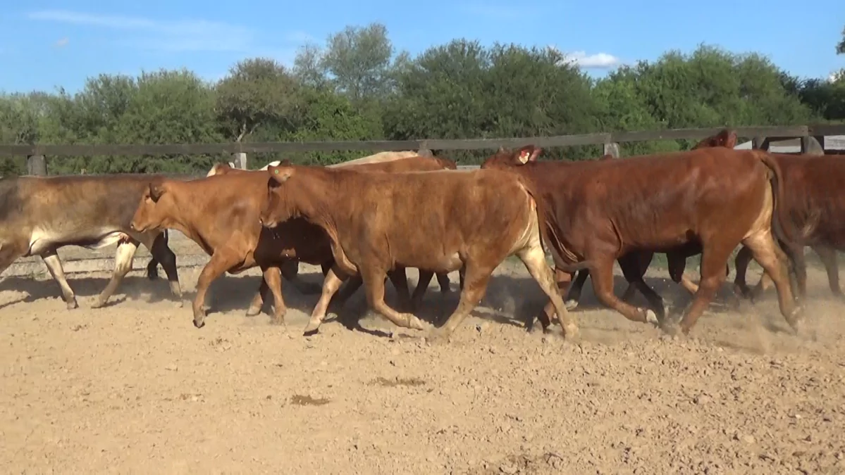 Feria Especial Fundación Pa'i Puku ─ lote Lote 10 – N° insp. 5443