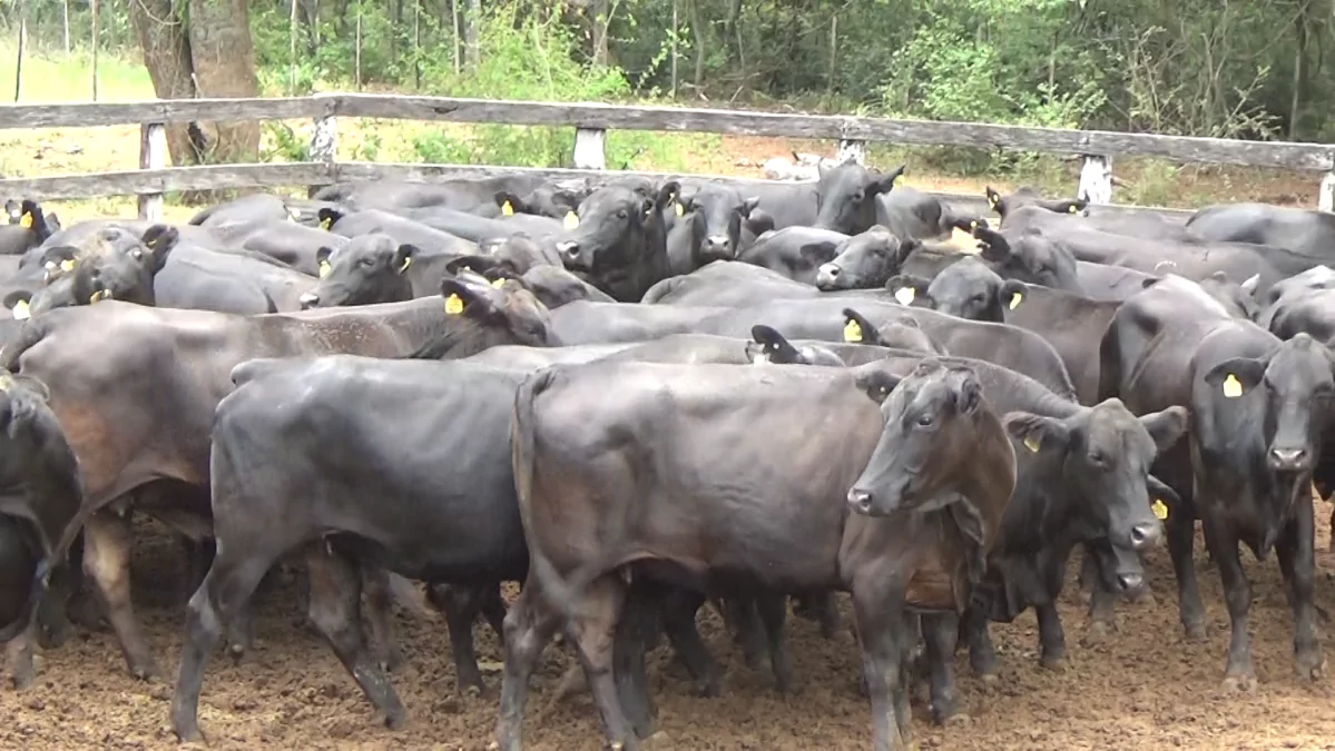 Feria Especial Fundación Pa'i Puku ─ lote Lote 11 – N° insp. 5473