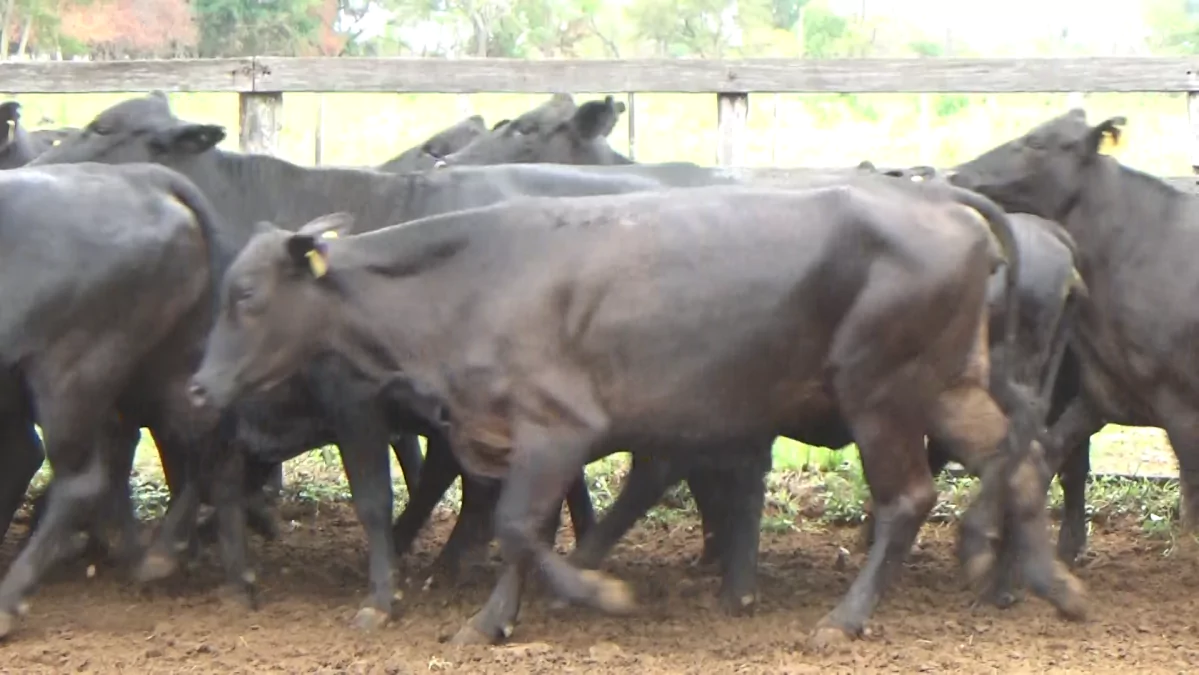 Feria Especial Fundación Pa'i Puku ─ lote 11.2