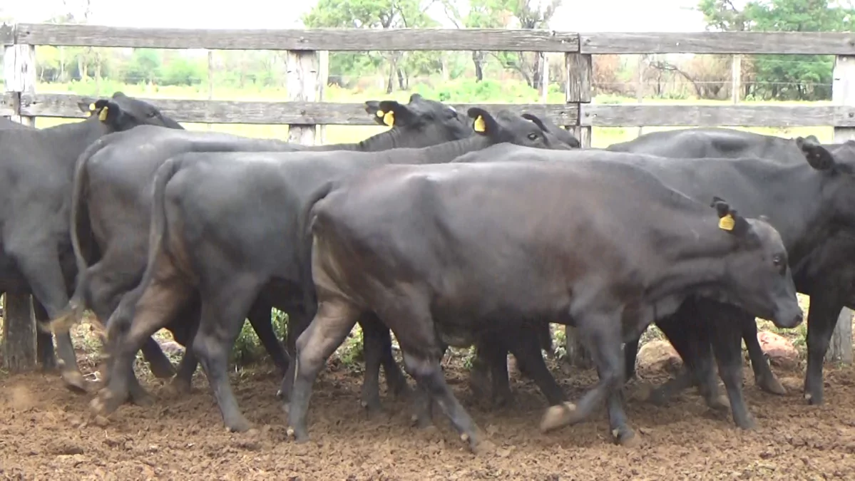 Feria Especial Fundación Pa'i Puku ─ lote 11.3