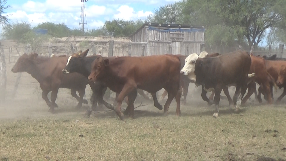 Feria Especial Fundación Pa'i Puku ─ lote 29.3