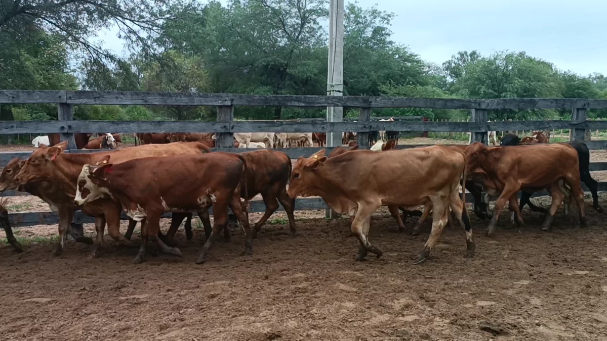 Feria Especial Fundación Pa'i Puku ─ lote 5.1