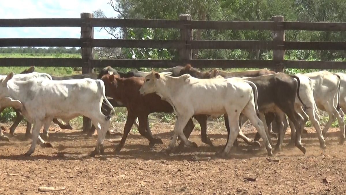 Feria Especial ARP & Regionales ─ lote Lote 23 – N° insp. 5505