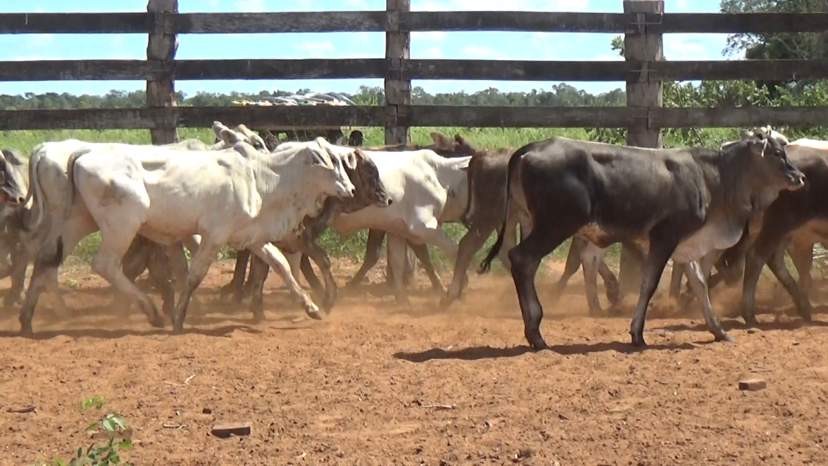 Feria Especial ARP & Regionales ─ lote 5508.3