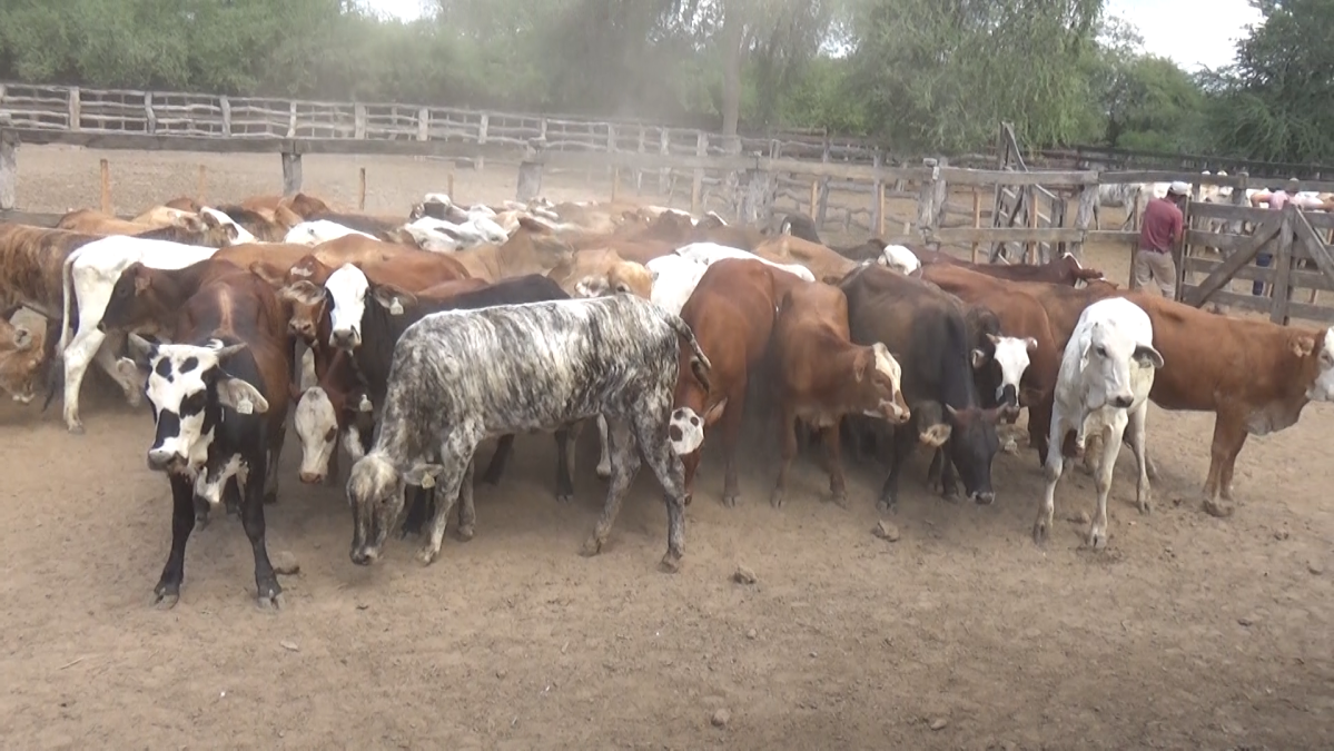 Feria Especial ARP & Regionales ─ lote Lote 20 – N° insp. 5556