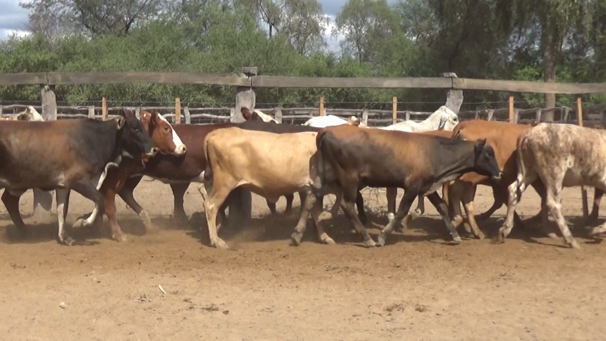 Feria Especial ARP & Regionales ─ lote 5556.2