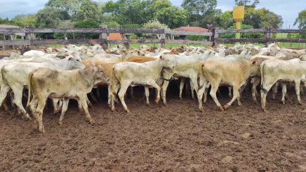 Lote 5 – N° insp. 5602