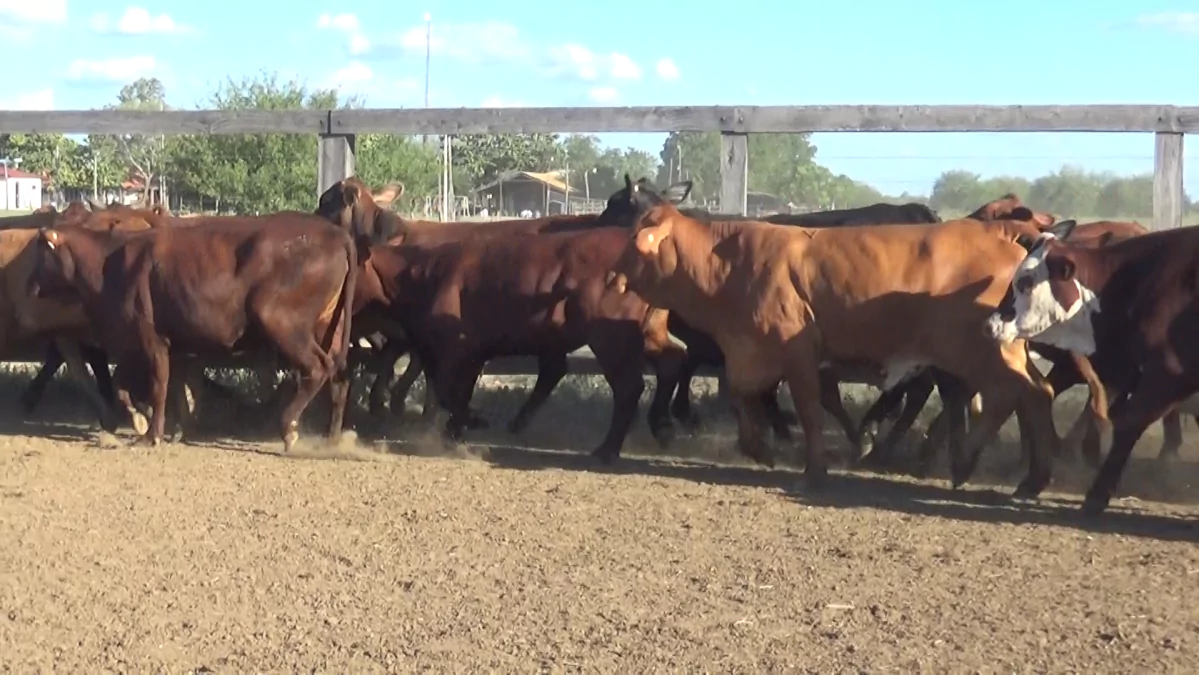 Feria Especial Fundación Pa'i Puku ─ lote 8.1