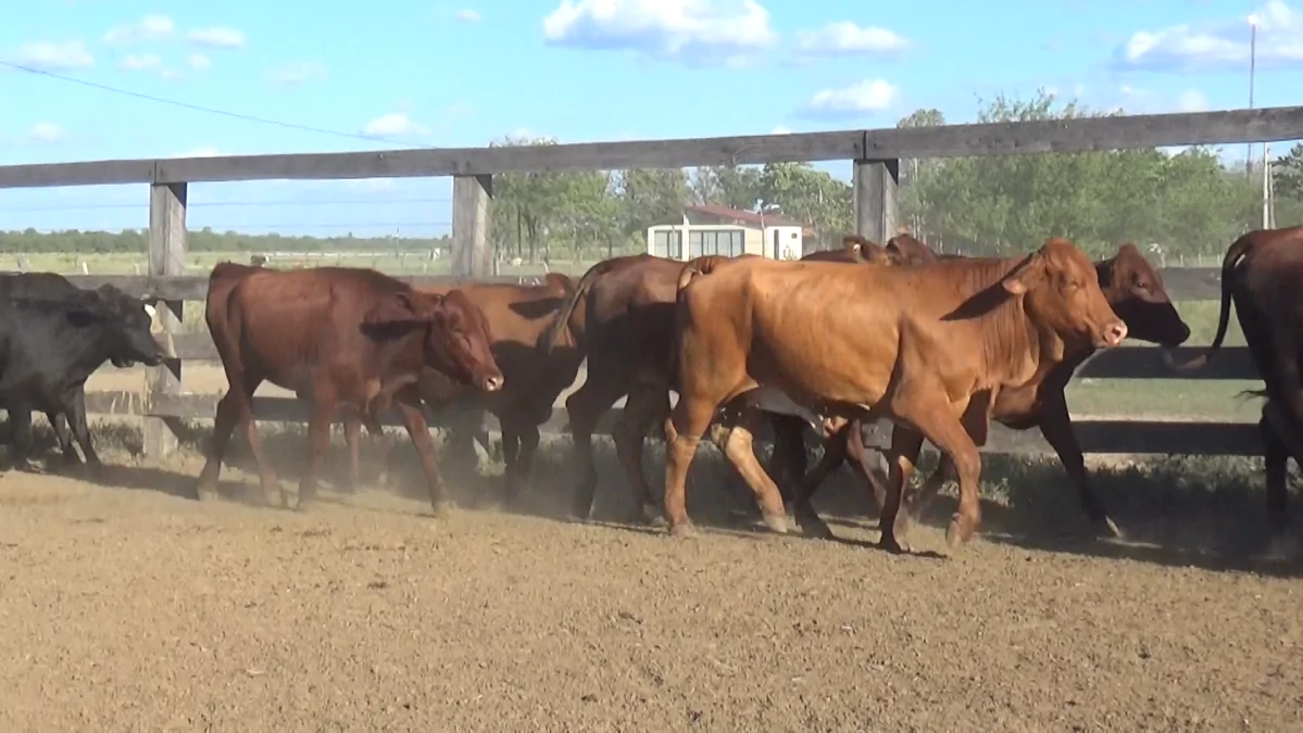 Feria Especial Fundación Pa'i Puku ─ lote 8.2