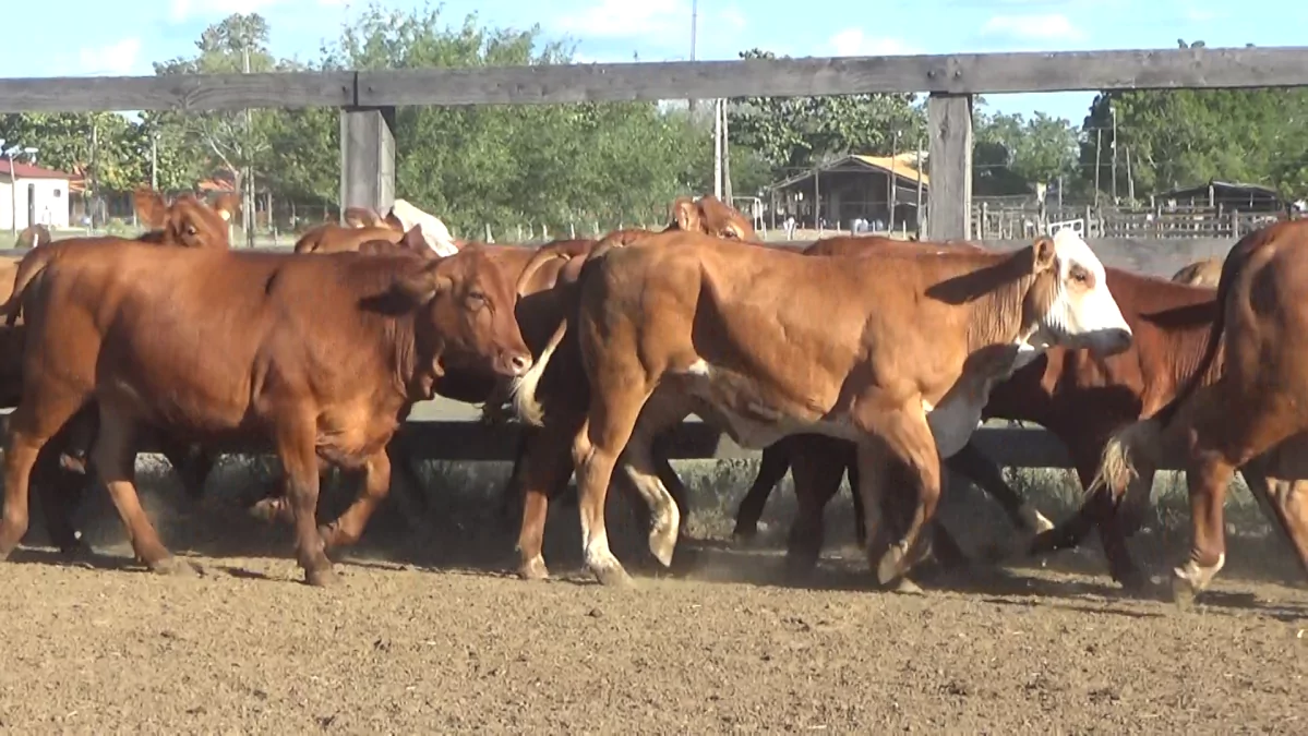 Feria Especial Fundación Pa'i Puku ─ lote Lote 8 – N° insp. 5446