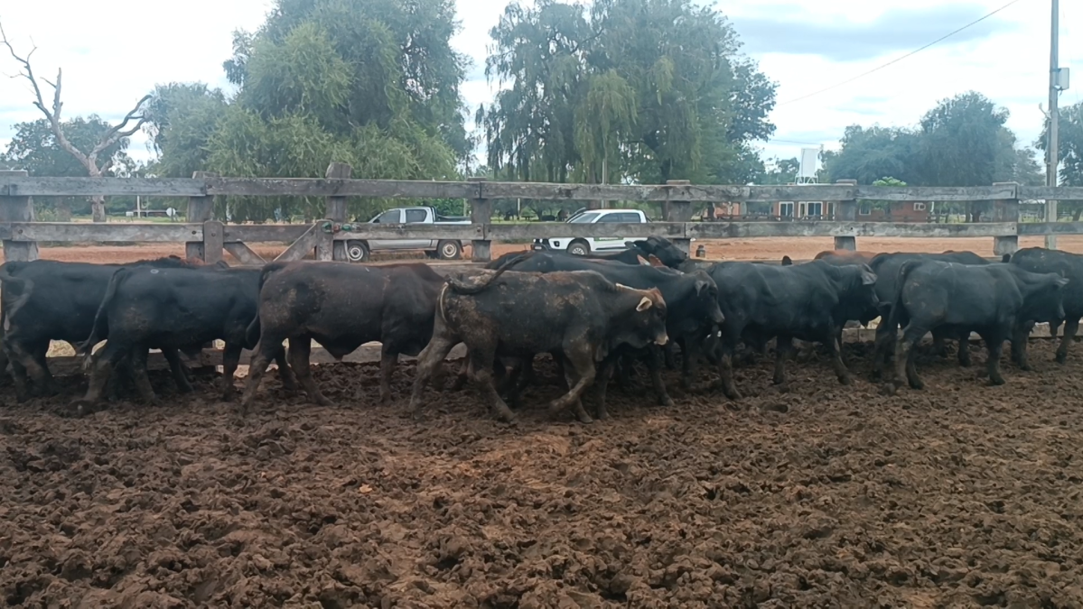 Feria Especial CEA ─ lote Lote 41 – N° insp. 5098