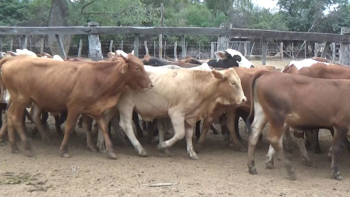 Feria Especial CEA ─ lote 5515.1