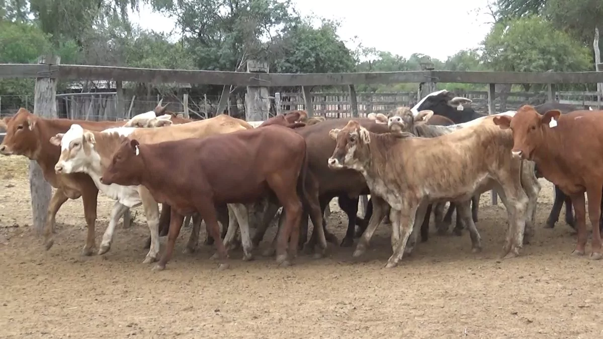 Feria Especial CEA ─ lote Lote 14 – N° insp. 5515