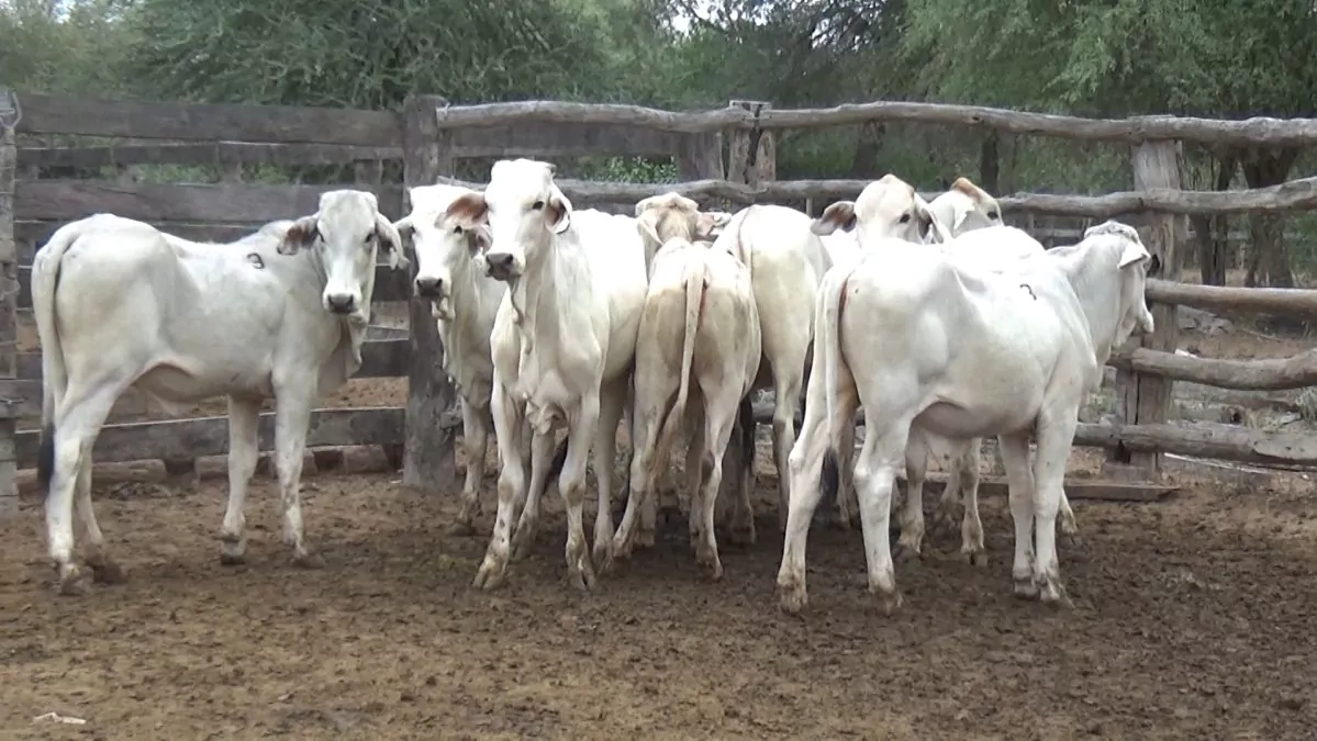 Feria Especial CEA ─ lote 5515.3