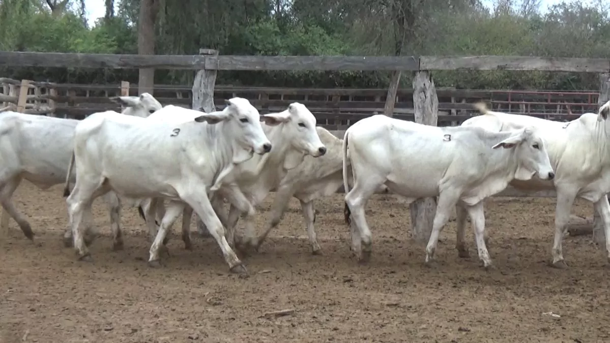 Feria Especial CEA ─ lote 5515.4