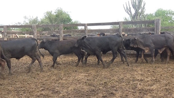 Feria Especial CEA ─ lote Lote 38 – N° insp. 5568