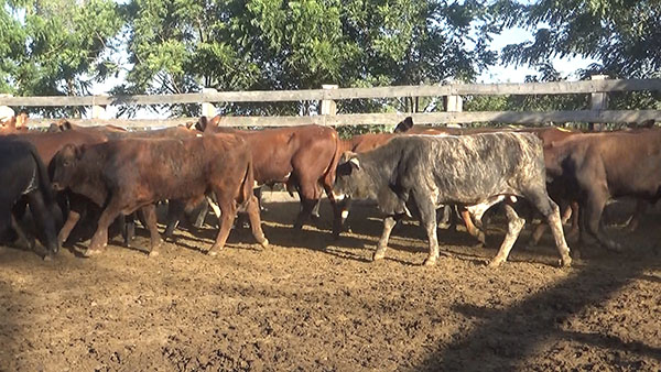 Feria Especial CEA ─ lote Lote 32 – N° insp. 5573