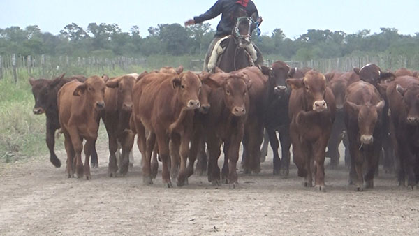 Feria Especial CEA ─ lote Lote 25 – N° insp. 5577