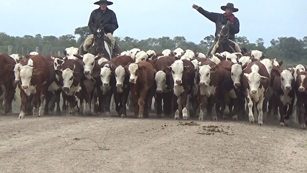 Feria Especial CEA ─ lote Lote 26 – N° insp. 5583