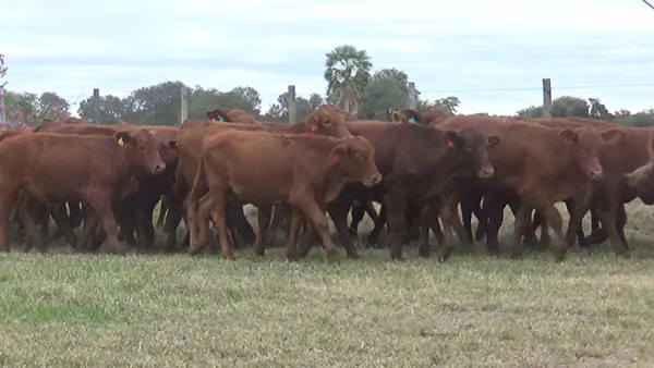 Feria Especial CEA ─ lote Lote 1 – N° insp. 5584