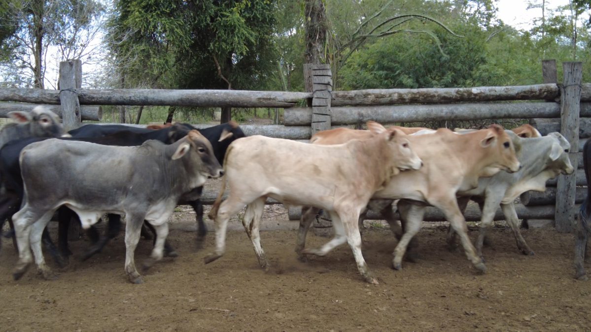 Feria Especial CEA ─ lote Lote 33 – N° insp. 5605