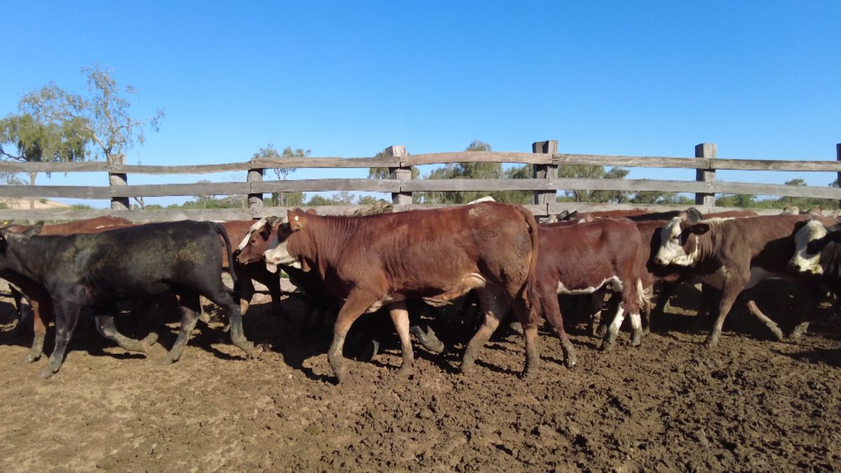 Feria Especial CEA ─ lote Lote 8 – N° insp. 5608