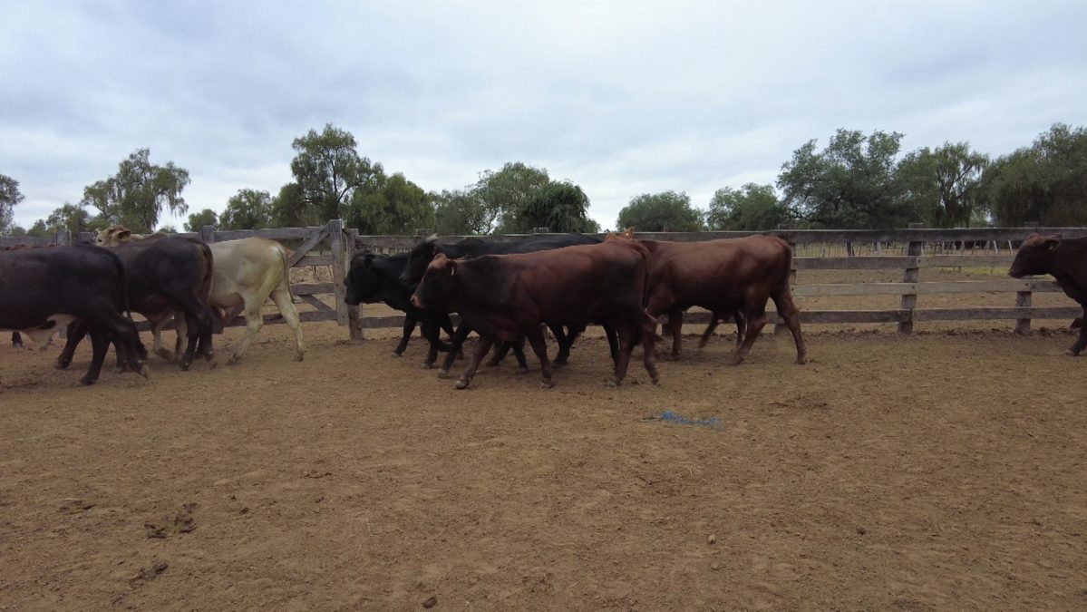 Feria Especial CEA ─ lote 5609.1